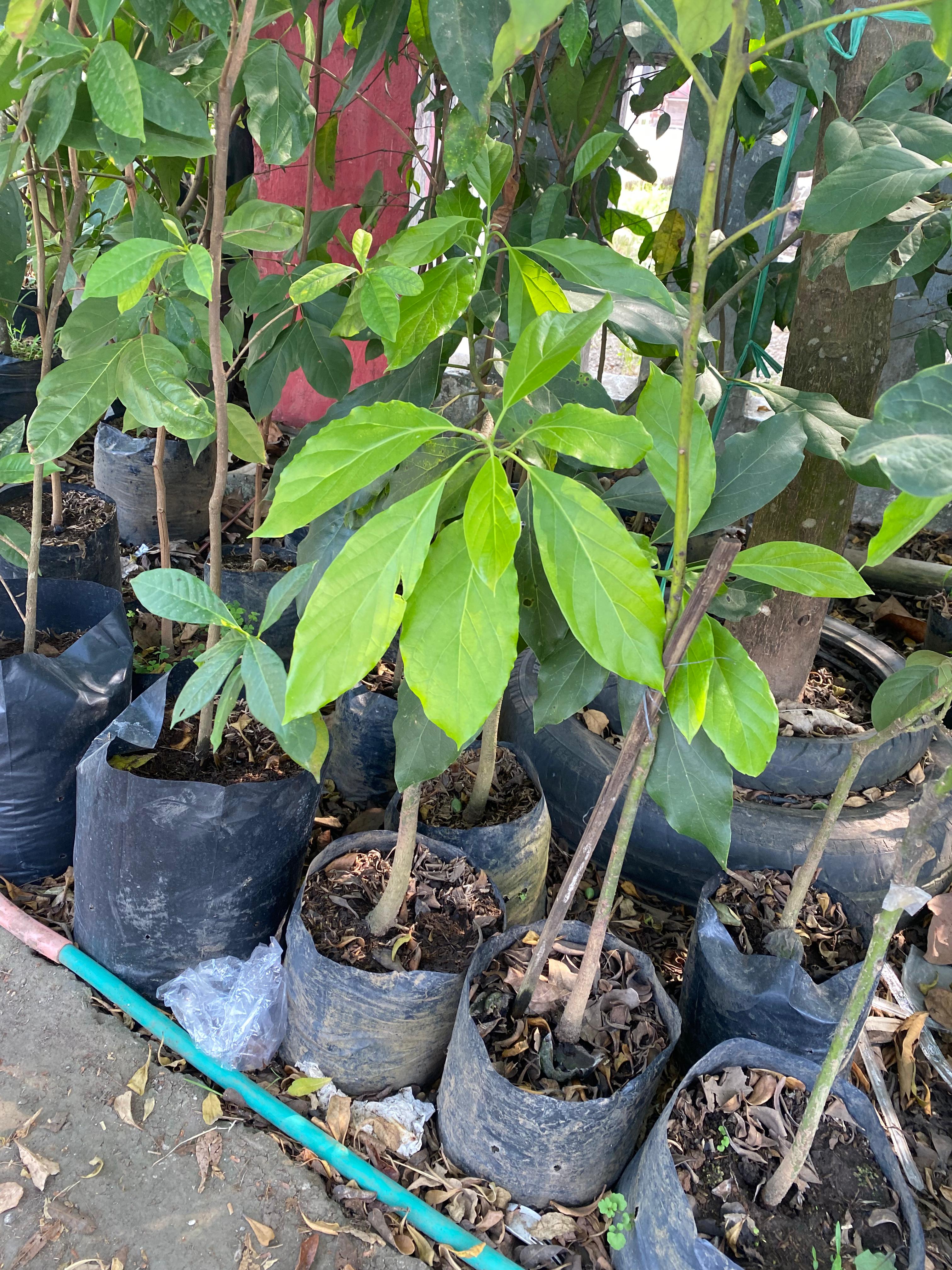 Tanaman Buah
