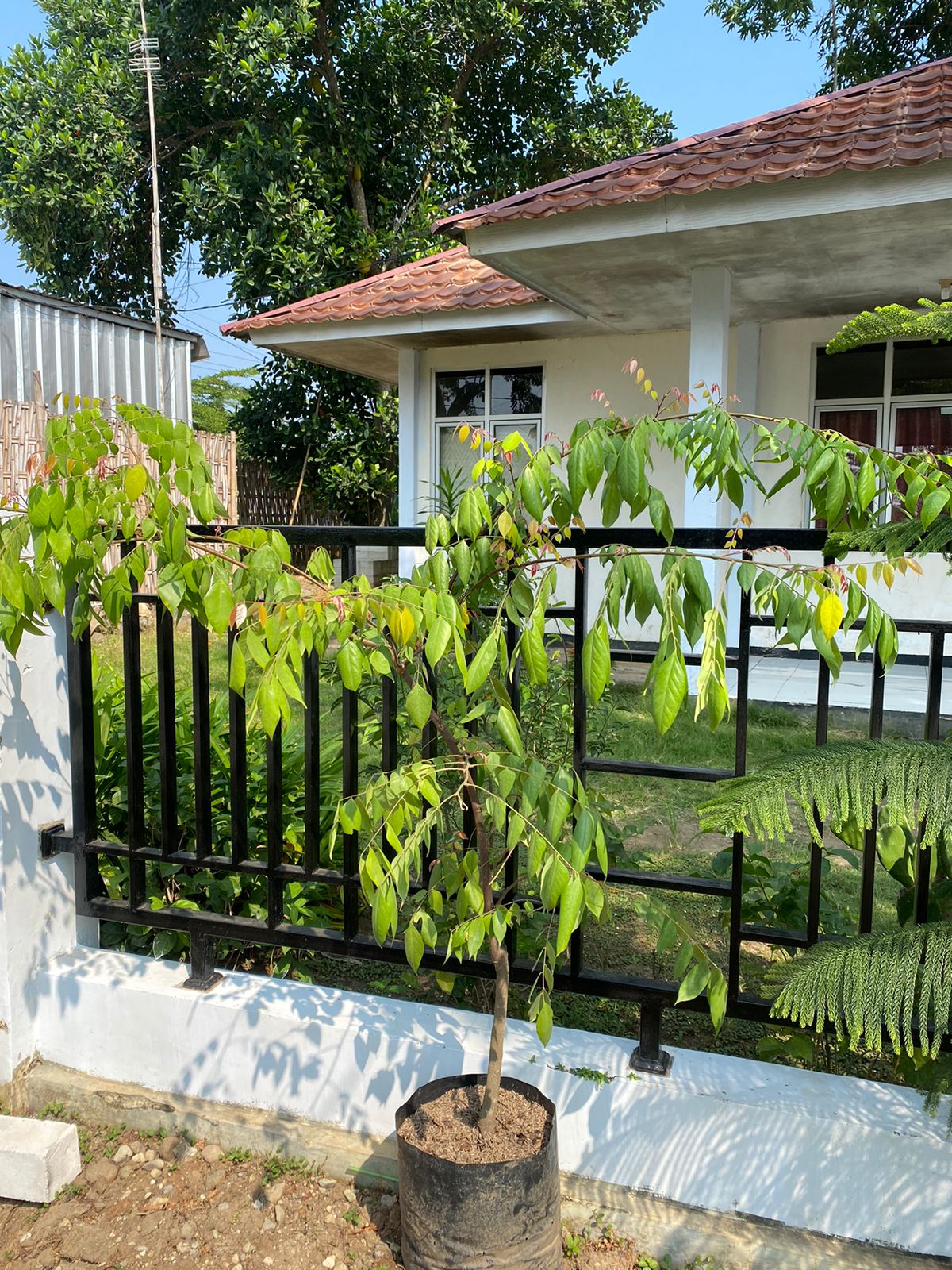 Tanaman Buah